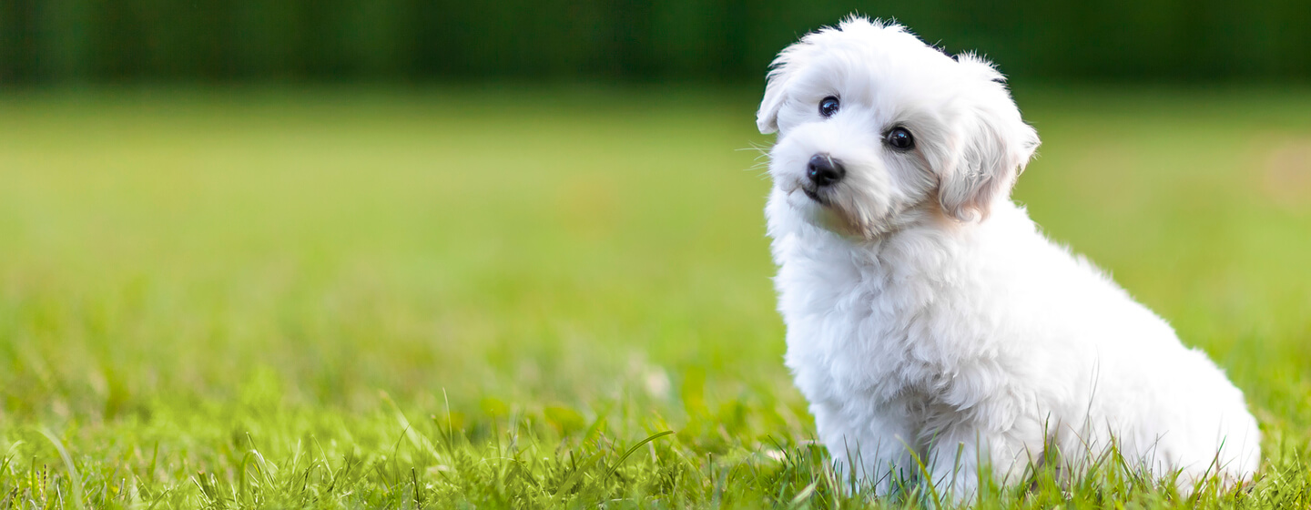 Types of 2025 toy dog breeds